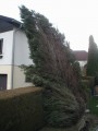 Vorschaubild: Sturmeinsatz: Entwurzelte Bäume in Schmidsdorf, 13.02.2007