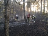 Vorschaubild zu - Föhrenwaldbrand