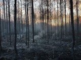 Vorschaubild zu - Föhrenwaldbrand
